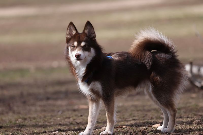 Pomsky: The Dramatic Adorer