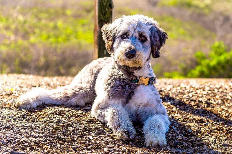 Aussiedoodle: The Colorful Genius