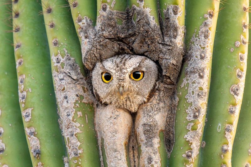 Western Screech Owl: Desert Night Vocalist
