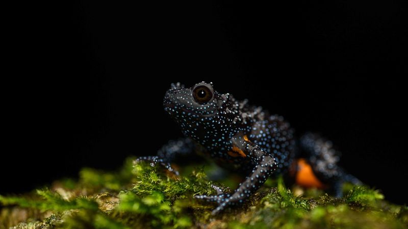 Incredible Camouflage