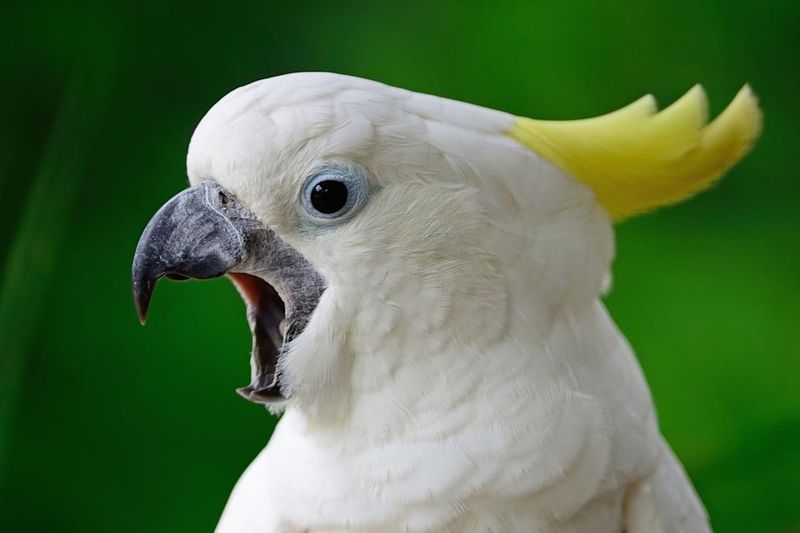 Long-Lived Birds Reproduce Slowly And Struggle To Keep Up