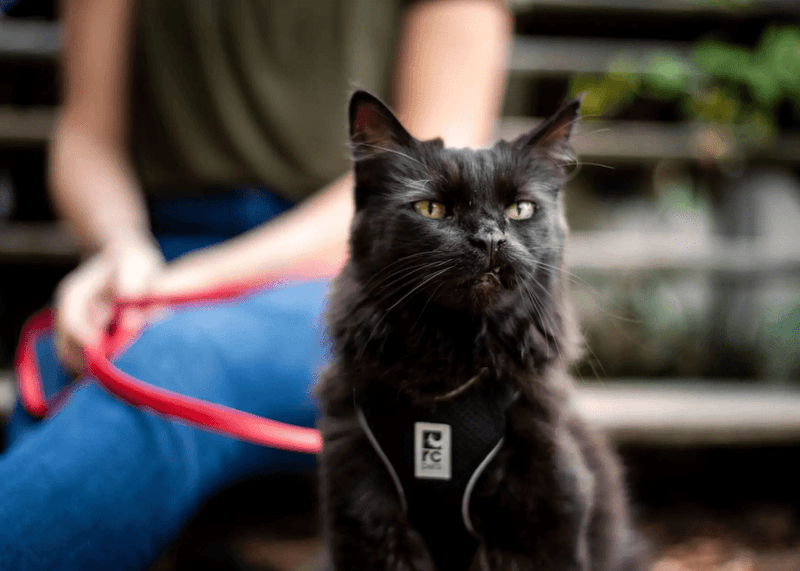 Harness Training Expands Their World