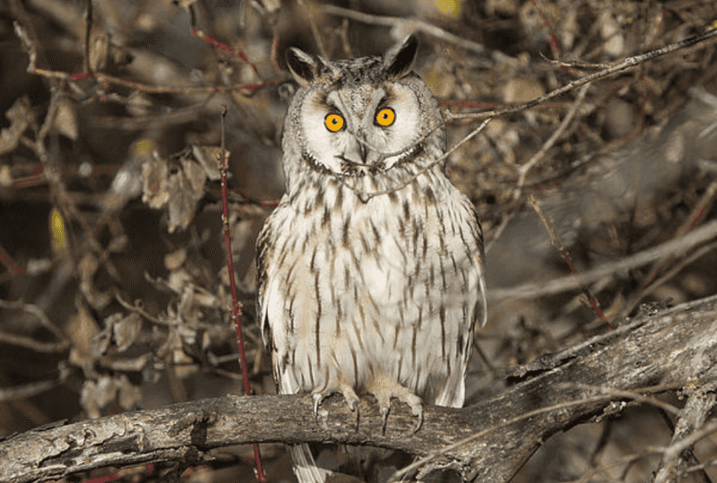 Long-eared Owl