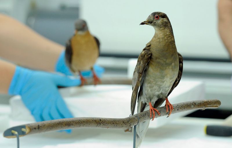 Restoring Lost Biodiversity