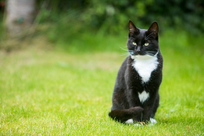 Natural Enrichment Awakens Your Cat's Senses