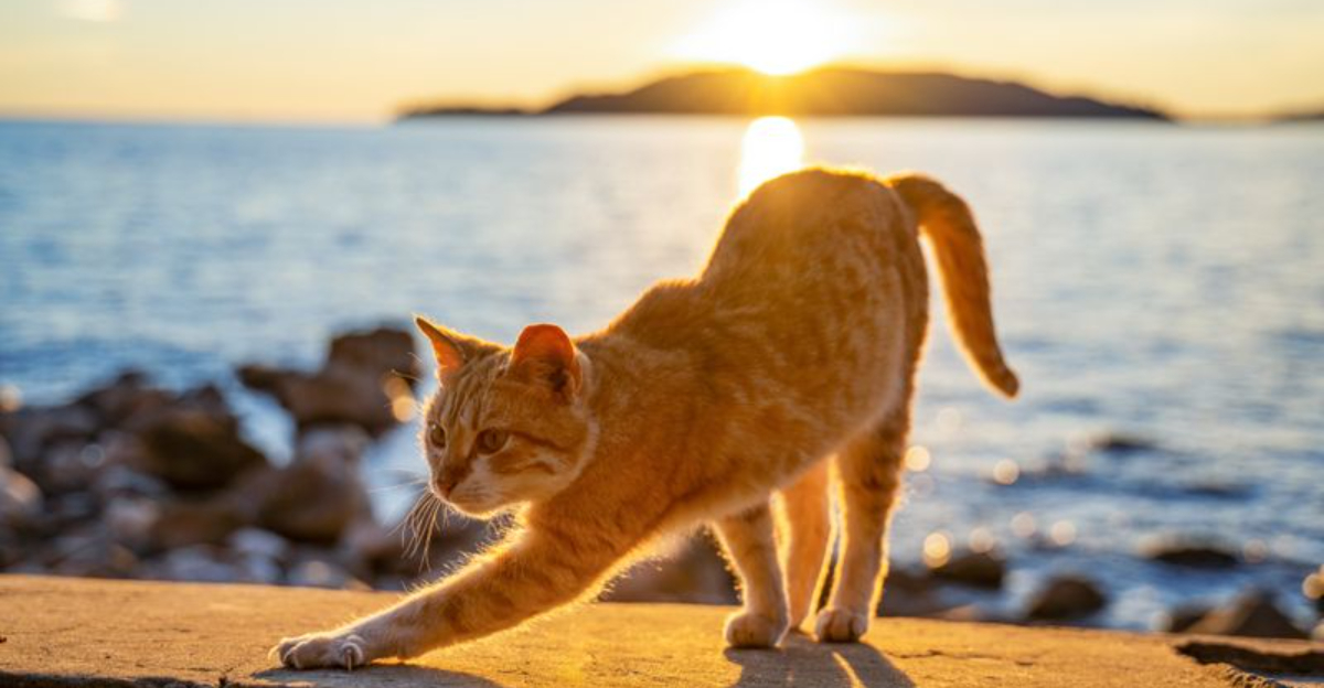 Should You Let Your Indoor Cat Outside This Summer? 6 Pros And 6 Cons