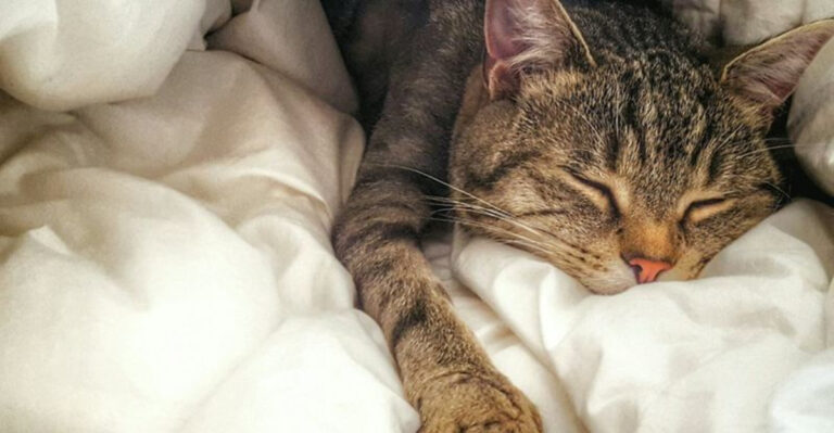 Should You Let Your Pets Sleep In Your Bed? Here’s What Experts Say