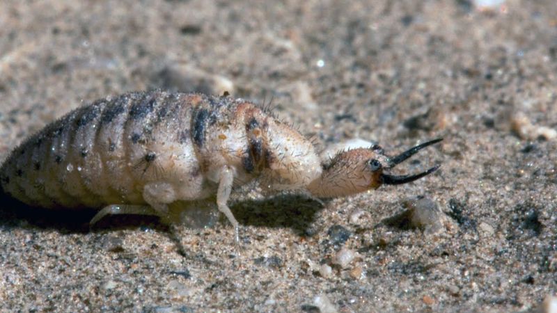 Antlions: Masters Of The Sand Trap