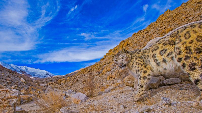 Climate Change Is Altering Prey And Territory Patterns