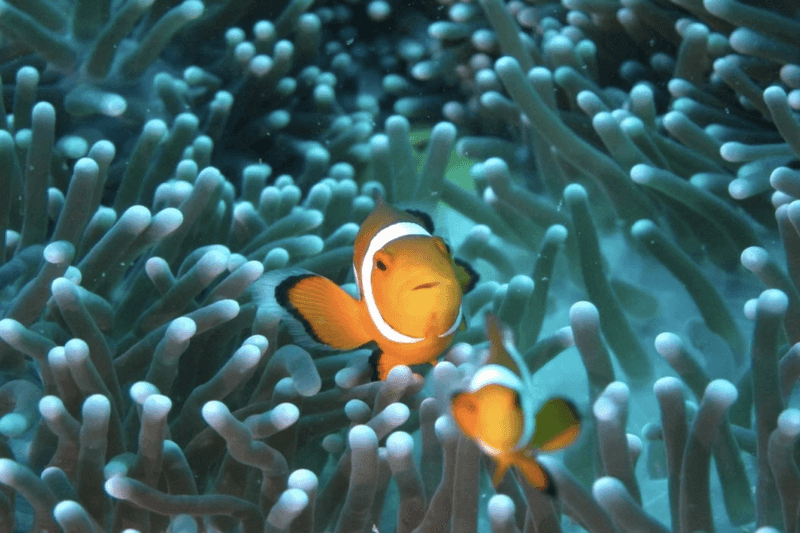 Heat Affects Reproduction And Offspring Size