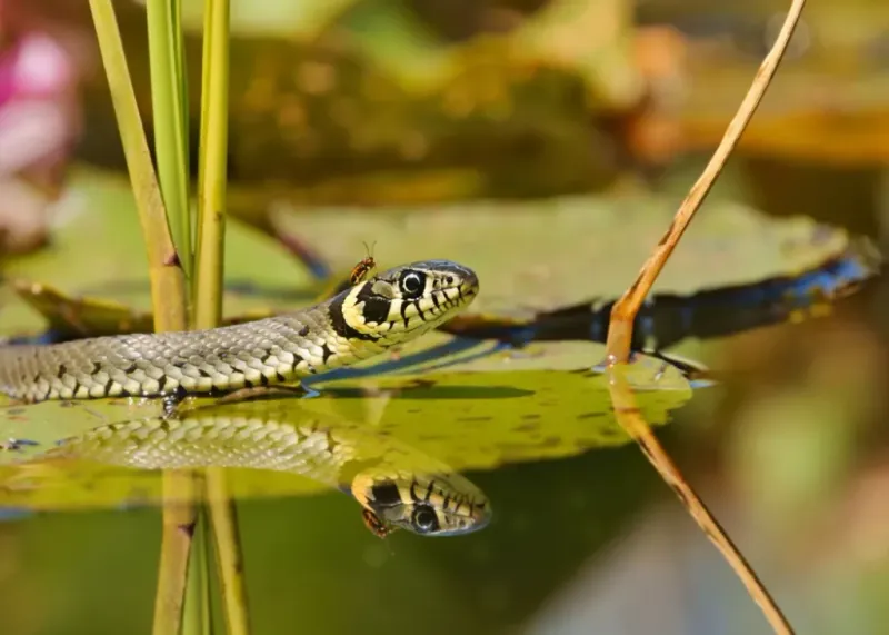 Water Features And Pond Edges