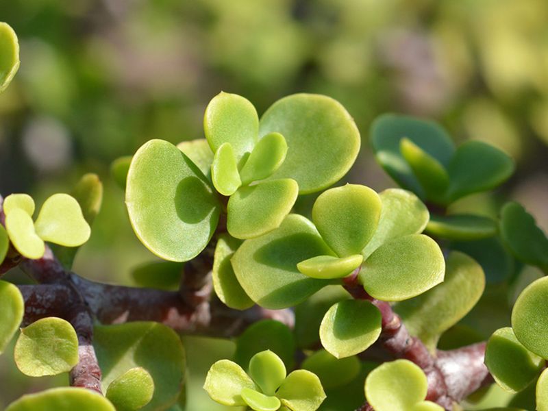 Succulent Plants
