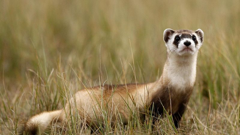 Endangered Black-footed Ferrets