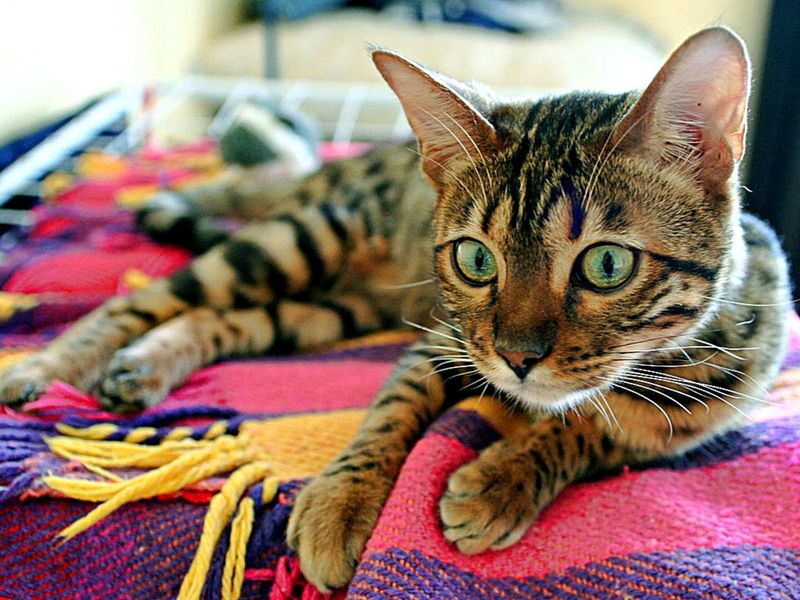 Bengals: Wild Energy In Domestic Packaging
