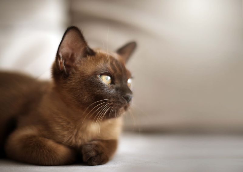 Burmese: The Golden Oldies
