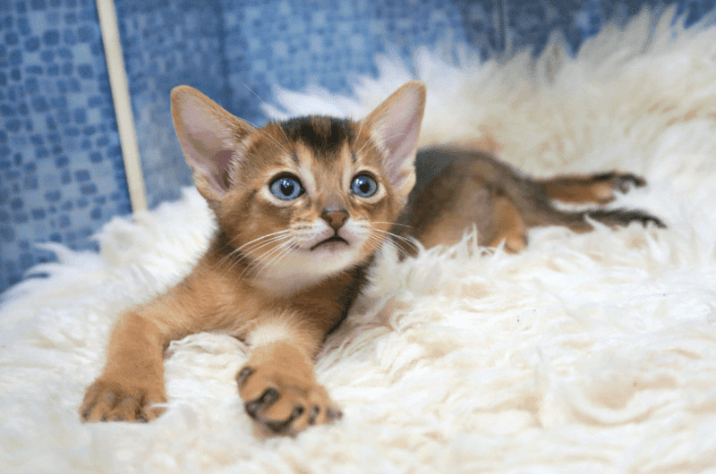 Abyssinian: Intuitive Playmates