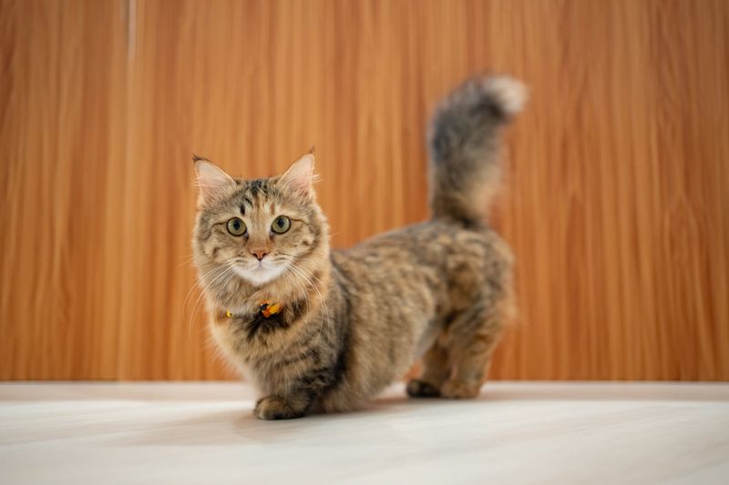 Munchkin: Short-Legged Wonder