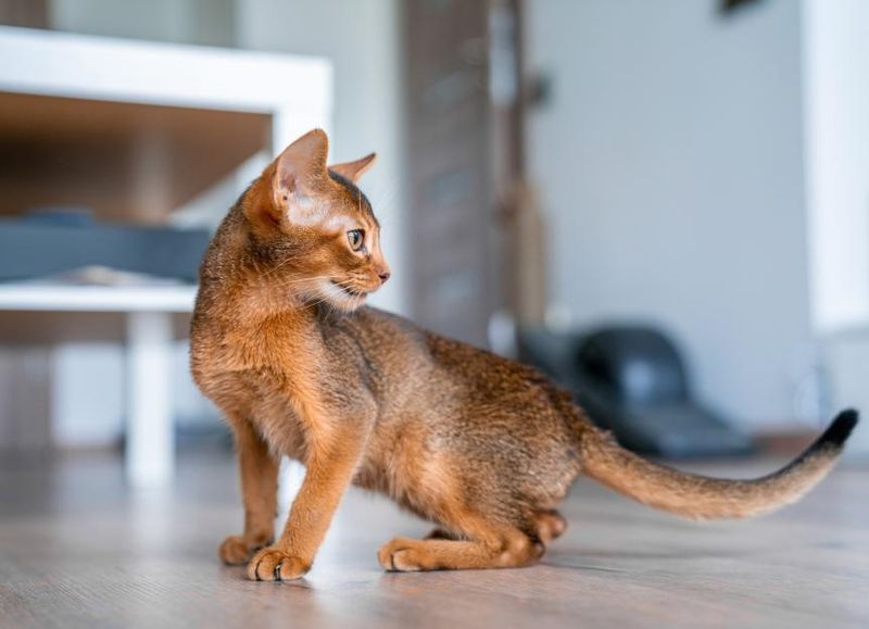 Abyssinian: Nervous Energy Bundles