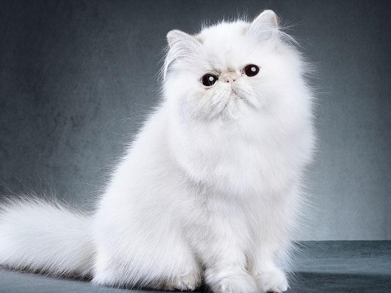 Persian