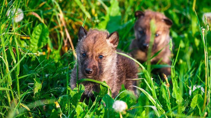 Not Dogs After All? Experts Discuss The Tumat Discovery