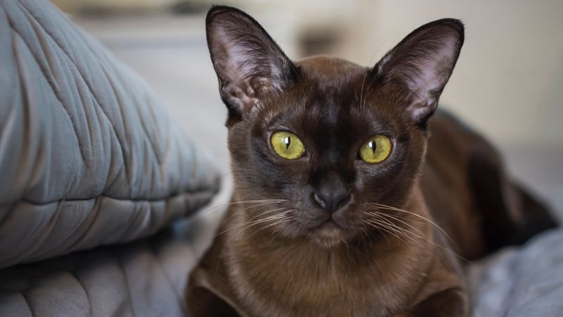 Burmese