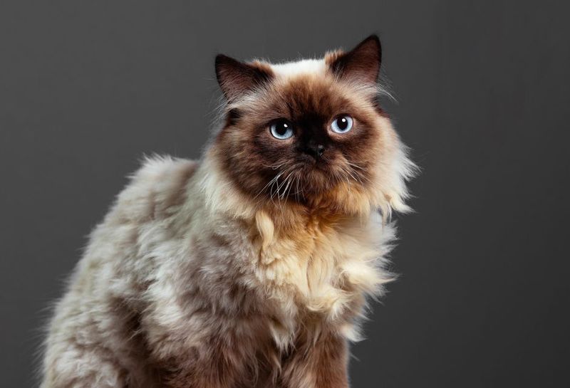 Himalayan