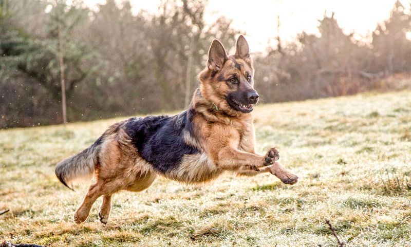 German Shepherds: Intelligence Requires Commitment