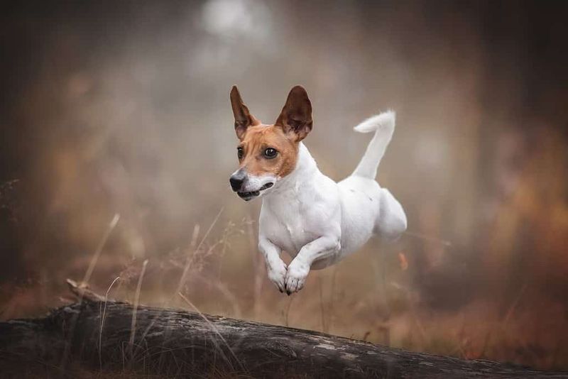 Jack Russell Terriers: Endless Energy Machines