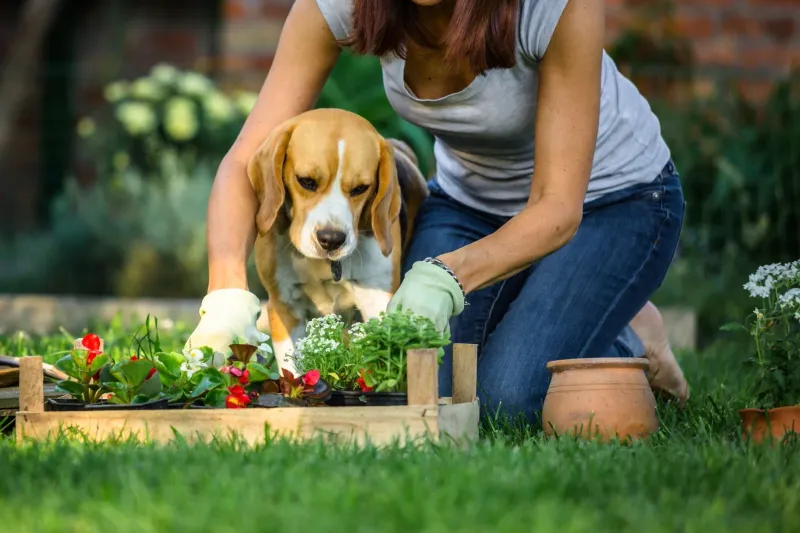 Beagles: Following Their Nose