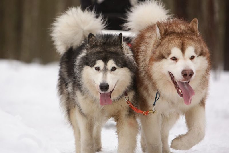 Alaskan Malamutes: Powerful Pack Animals