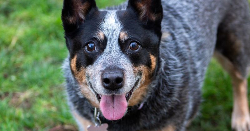 Australian Cattle Dogs: Working Professionals