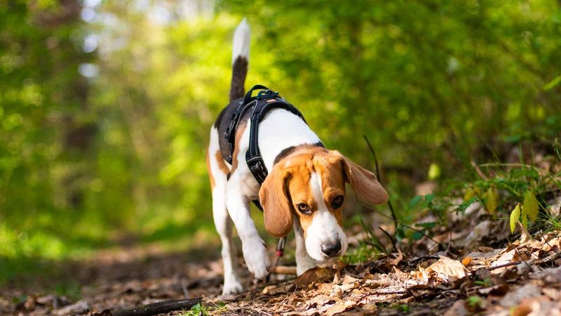 Beagles: The Nose-Led Explorers
