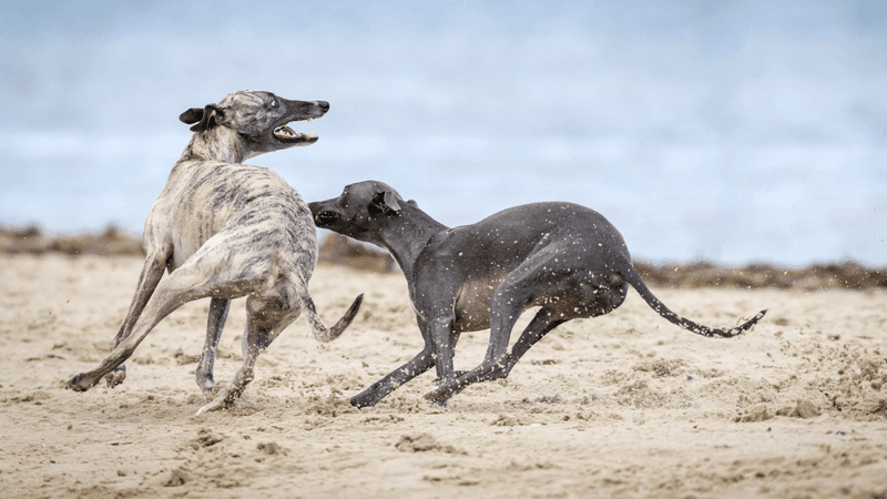 Greyhounds