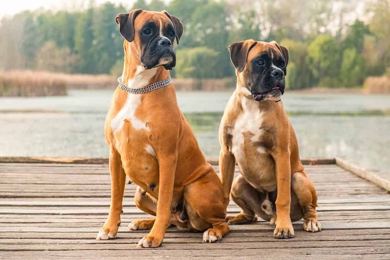 Boxer