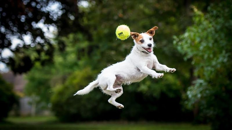 Jack Russell Terrier