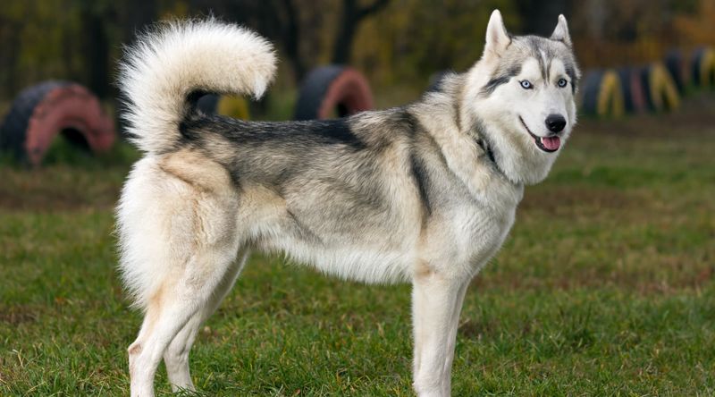 Siberian Husky