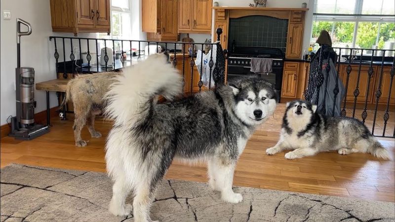 Alaskan Malamute