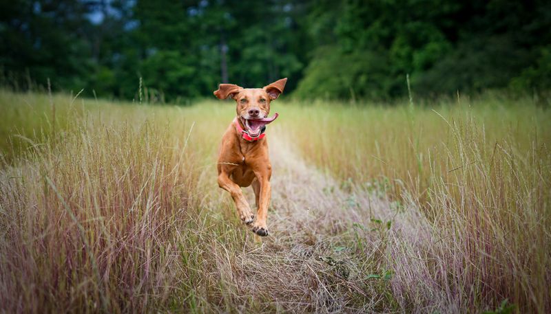 Vizsla: The Velcro Running Partner