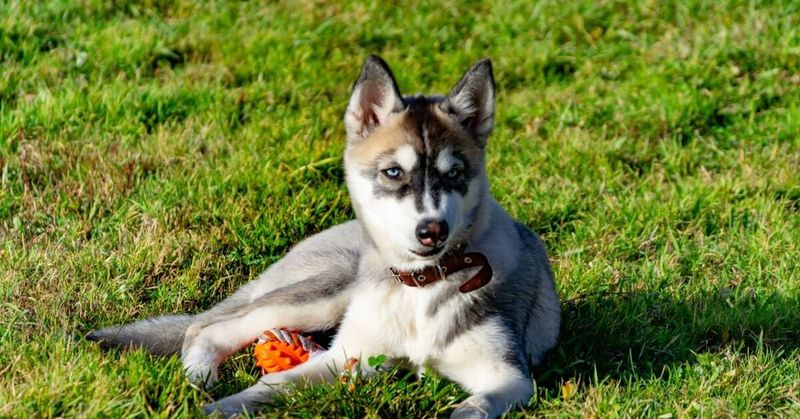 Miniature Siberian Husky