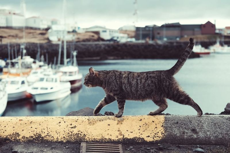 Dockside Detective: British Shorthair