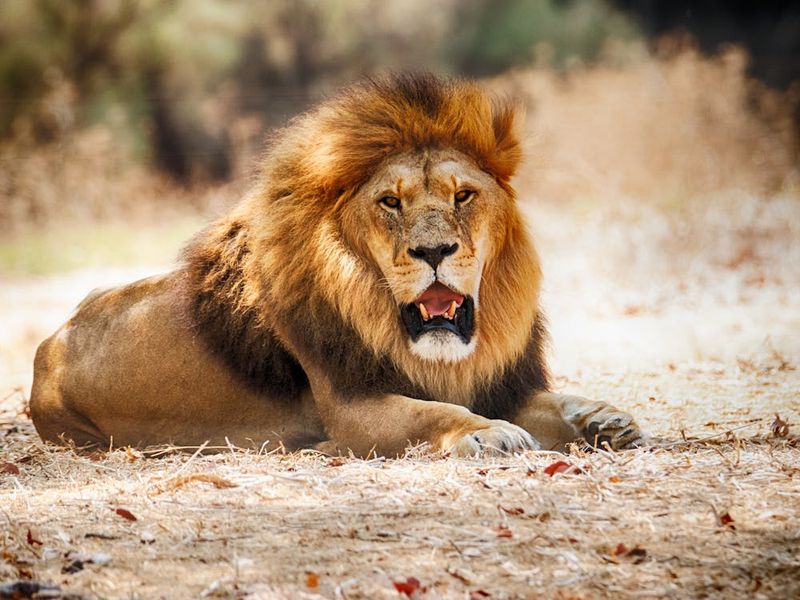 African Lion