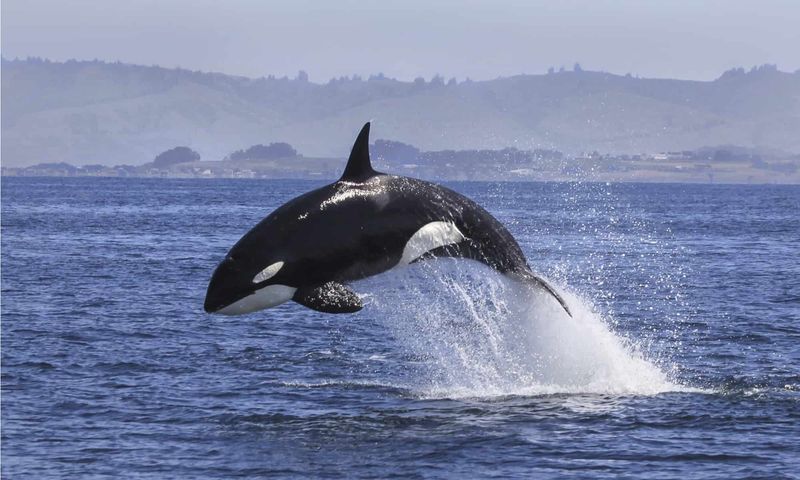 Orca