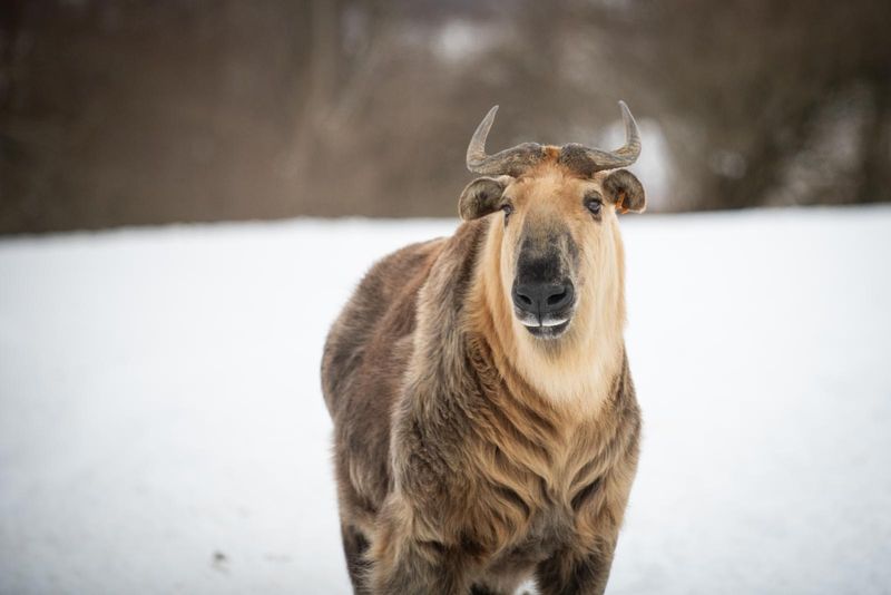 Sichuan Takin