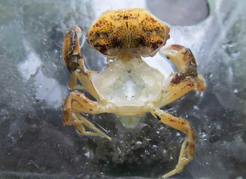 Shell Swappers