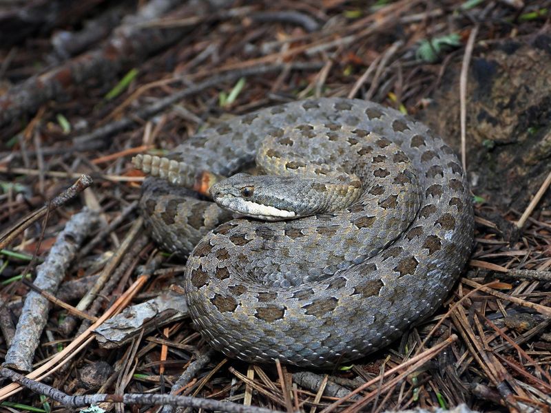 Twin-Spotted Rattlesnake