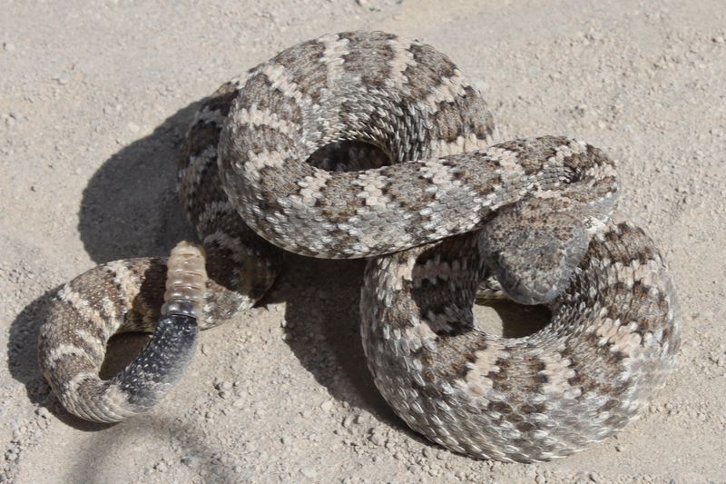Panamint Rattlesnake (Crotalus Stephensi)