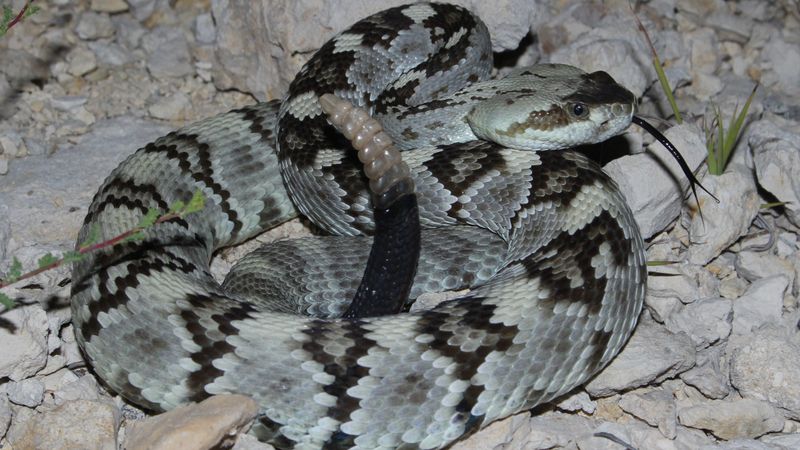 Black-tailed Rattlesnakes: Mountain Monarchs