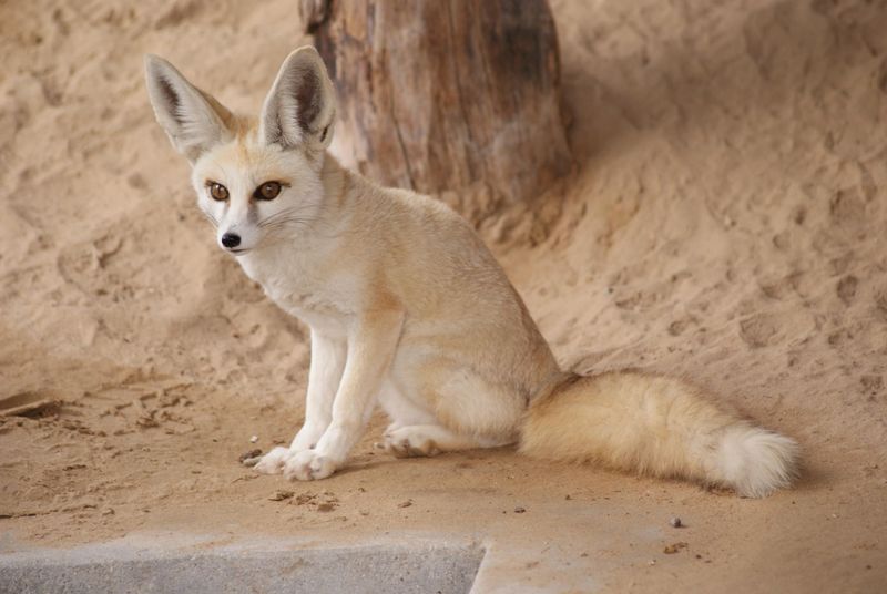 Rüppell's Fox: Desert Survivor
