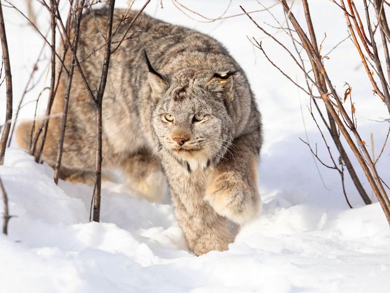 Canada Lynx