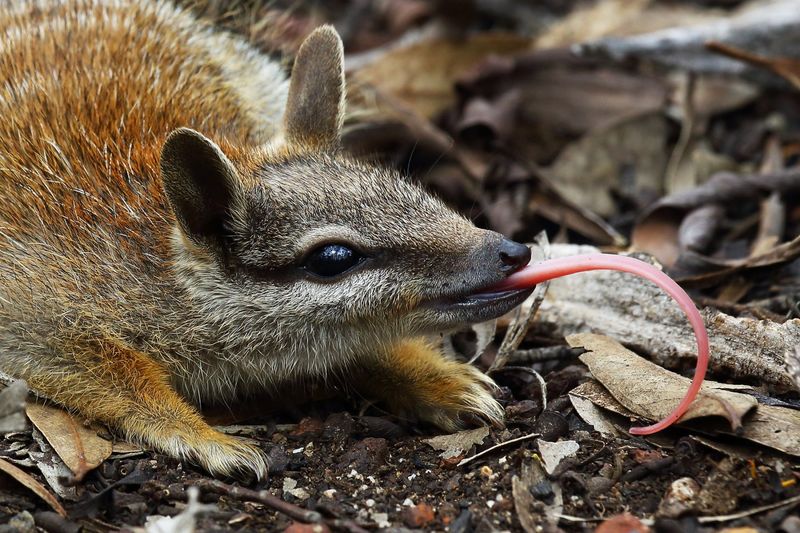 Numbat (Australia)